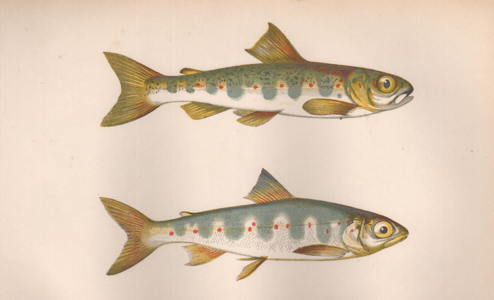 PARR SAMLET Salmo Salmulus Atlantic Trout Branlin Palmer Trout COUCH Fish 1862